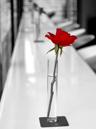La rose rouge