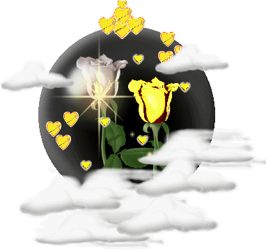 la rose jaune et blanche
