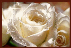 L rose blanche