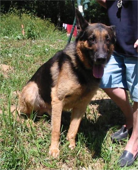 berger allemand