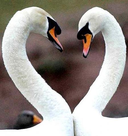 amour