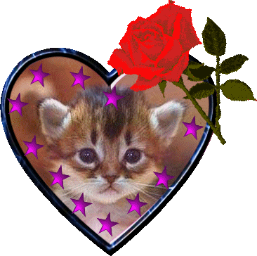 chaton