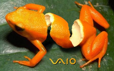 gernouille