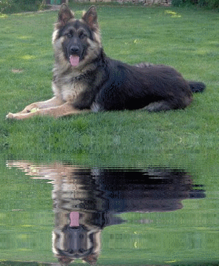 junior